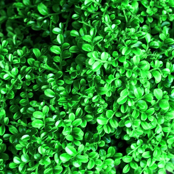 Зелений Лист Фон Або Текстура — стокове фото