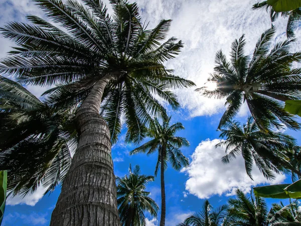 Coqueiros Contra Céu Azul Brilhante — Fotografia de Stock