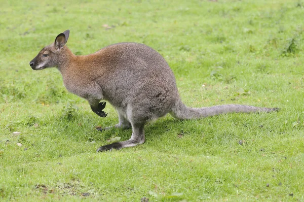 Крупный План Красношейного Валлаби Macropus Rufogriseus — стоковое фото