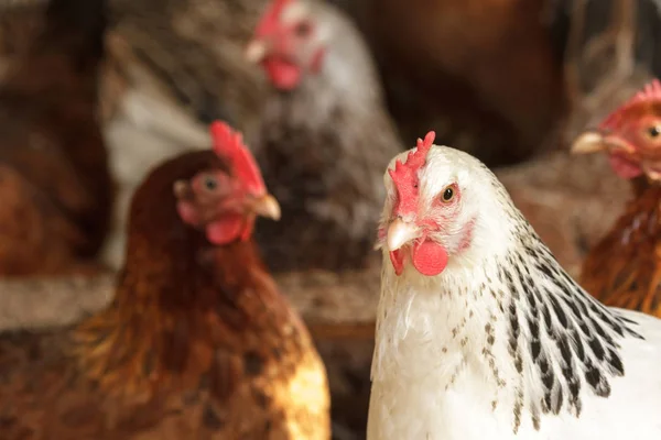 Imagen Muestra Pollo Busca Comida Serie Pollo — Foto de Stock