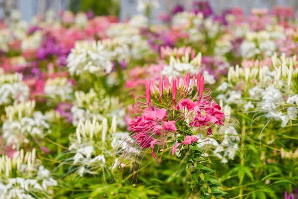 Tare Occidentale Colorée Dans Jardin Avec Flou Fond — Photo