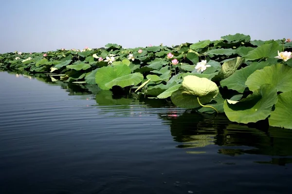 Perfil Flores Loto Lago Mantova Italia — Foto de Stock
