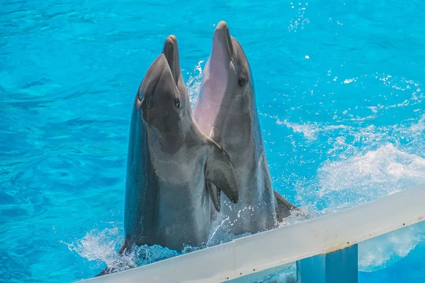 Dolphin Par Har Demonstration Tango Dans Alla Bilder Skjuten Juli — Stockfoto