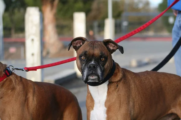 Close Van Een Bokser Hond — Stockfoto