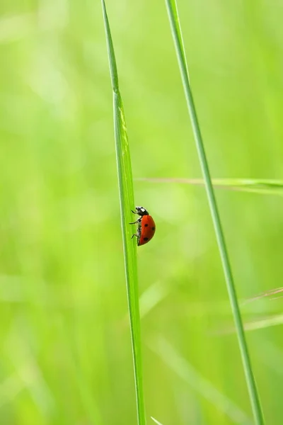 Närbild Insekter Vild Natur — Stockfoto