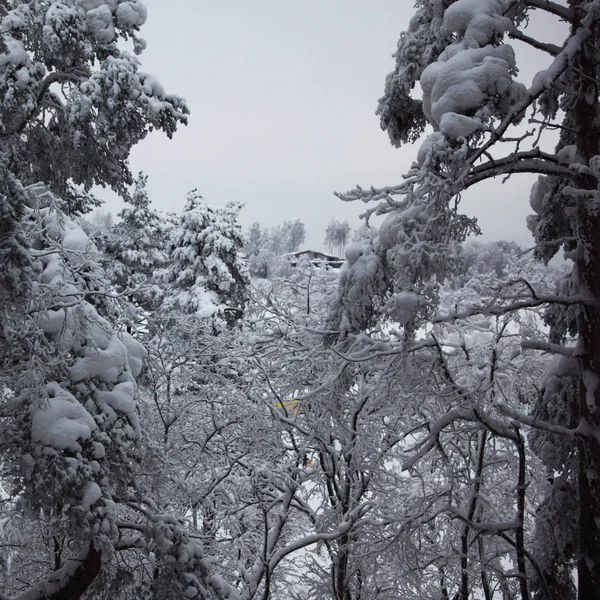 Árboles Invierno Sobre Fondo Blanco Como Nieve — Foto de Stock