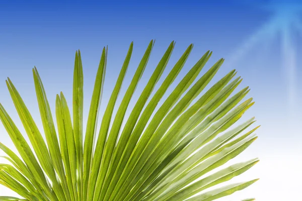 单绿色棕榈叶 Livistona Rotundifolia Palme 特写镜头在蓝天背景 — 图库照片