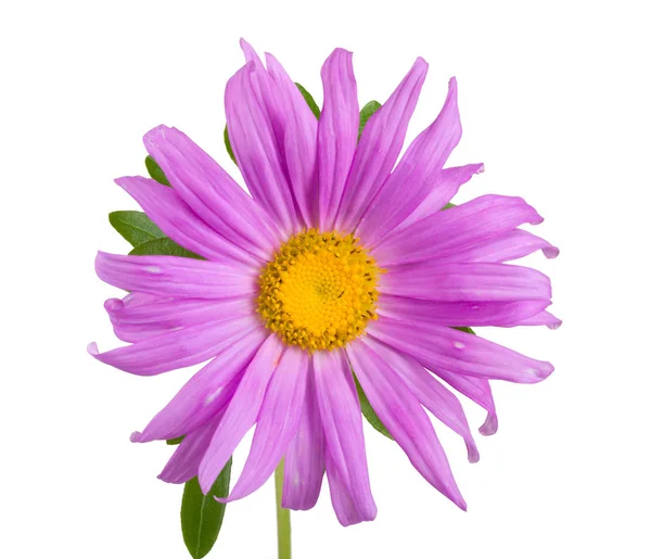 Close Purple Aster Geïsoleerd Wit — Stockfoto