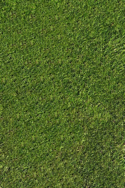 Över Grönt Naturligt Gräs Textur — Stockfoto