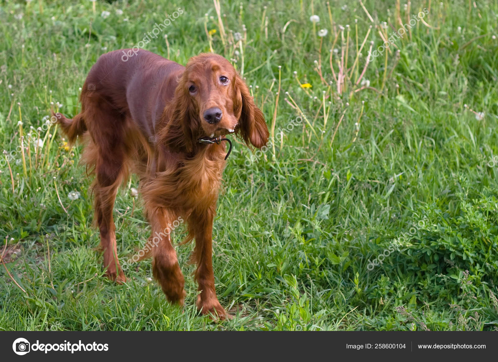 irish field setter