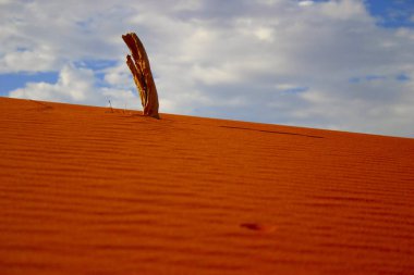 A stick protrudes from Big Red, the largest sand dune in Australia clipart