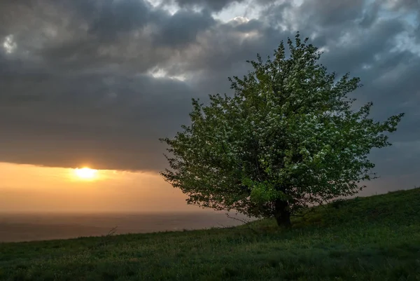 Árbol Solitario Colina Atardecer — Foto de Stock