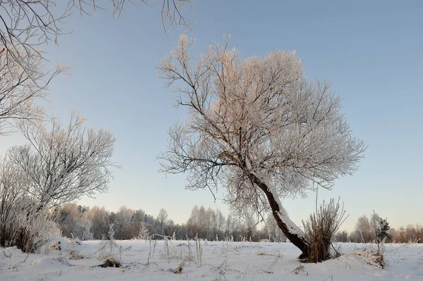 Träd Täckta Med Rimfrosten Frostig Dag — Stockfoto