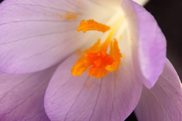 Fleur Crocus Beau Fond Floral — Photo