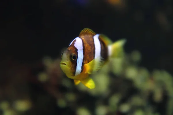 Clownfische Hintergrund Des Aquariums — Stockfoto