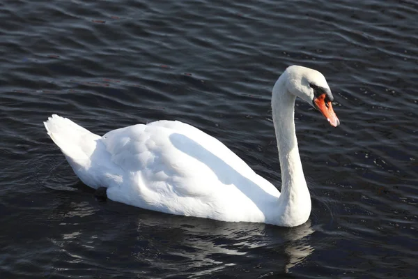 Någon Form Djur Selektiv Fokus — Stockfoto