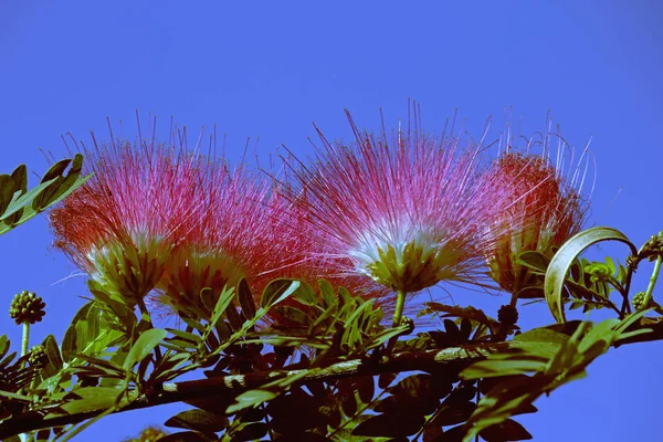 Flor Árbol Lluvia Samanea Saman Jacq —  Fotos de Stock