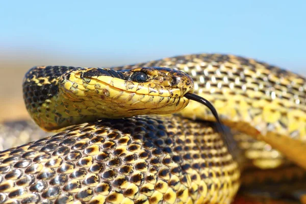 close up of blotched snake head ( Elaphe sauromates ), Dobrogea, Romania, wild animal