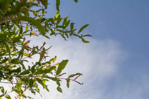 Зелений Лист Фоні Хмари Блакитного Неба — стокове фото