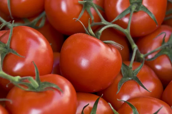 Beaucoup Tomates Rouges Fraîches Avec Dof Peu Profond — Photo