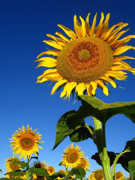 Gele Zonnebloemen Een Veld Tegen Blauwe Hemel — Stockfoto