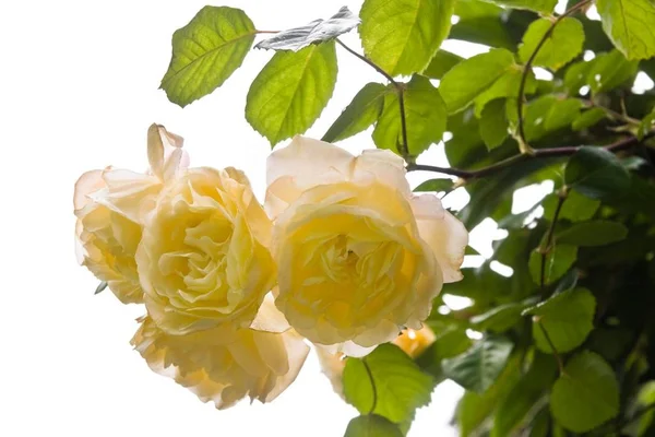 Geurende Gele Oude Roos Buff Beauty Bloeiende Juni Tuin — Stockfoto