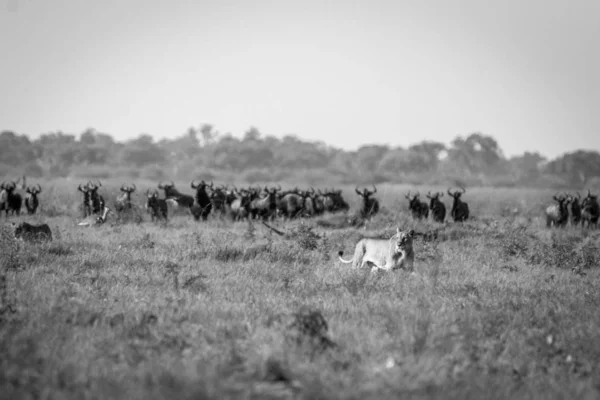 Leone Gnu Azzurro Nell Erba Nel Parco Nazionale Del Chobe — Foto Stock
