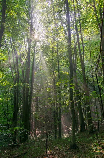Skogen Dimma Med Sol — Stockfoto