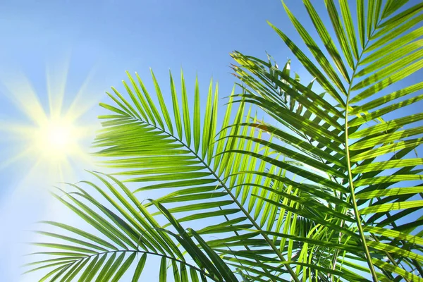 Palmzweige Der Sommersonne — Stockfoto