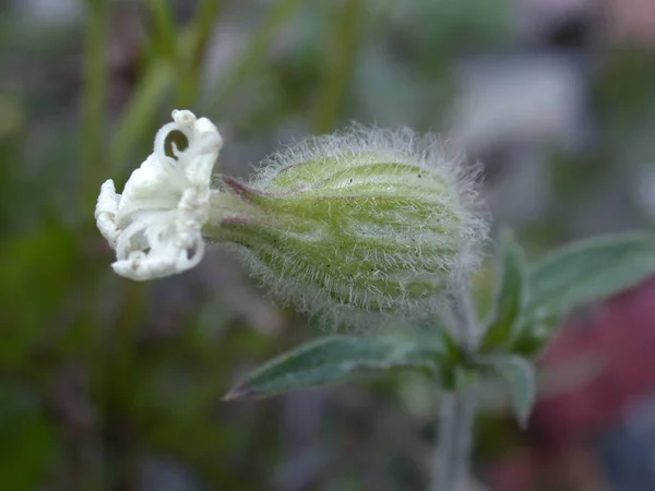 植物的花朵 — 图库照片