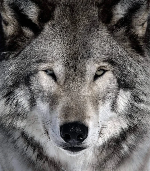 Close Portrait Gray Wolf — Stock Photo, Image