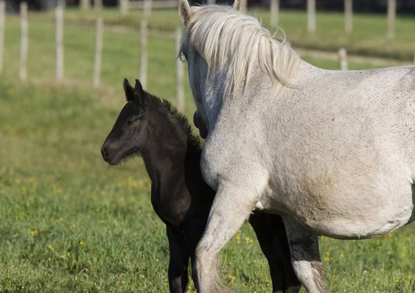 Chevaux Dans Pâturage Saskatchewan Canada Jeune — Photo