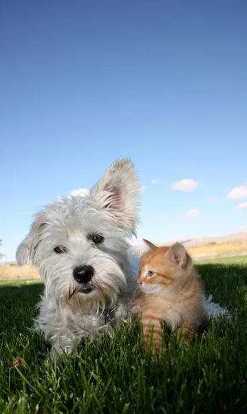 芝生の上の6週齢の子猫と白いテリア — ストック写真