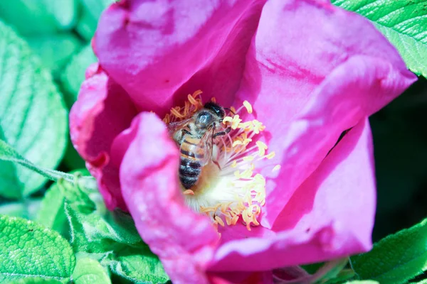 Бджола Збирає Нектар Фотографія Вашого Дизайну — стокове фото