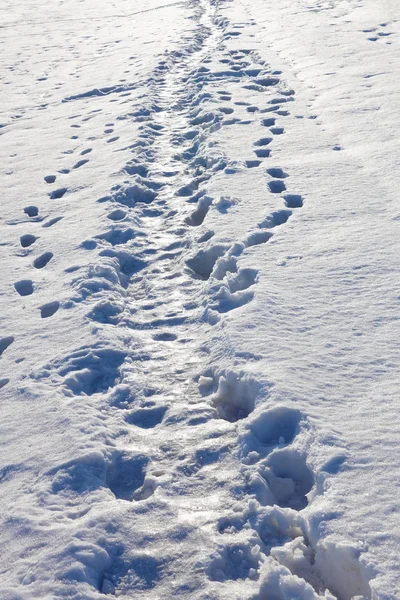Narrow Footpath Trodden Snow Sunny Winter Day — Stock Photo, Image