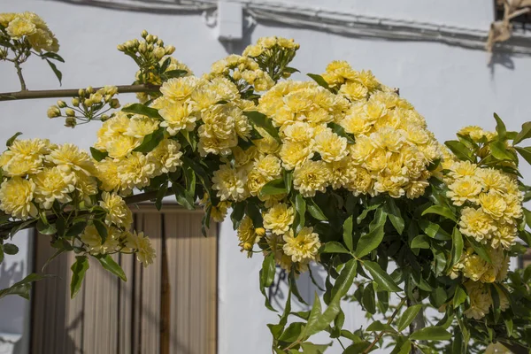 Schleife Mit Gelben Blumen Spanien Als Hauseingang — Stockfoto
