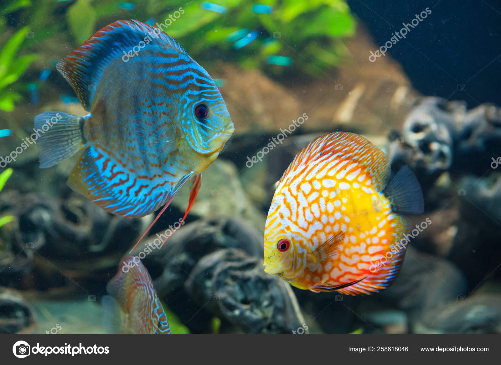 Discus Ikan Akuarium Eksotis Ditutup — Foto Stok © YAYImages