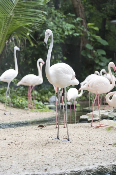 Flamencos Durante Día — Foto de Stock