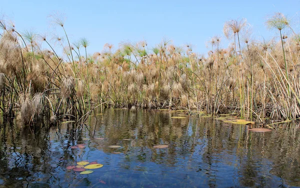 Okavango Delta Água Cyperus Papyrus Paisagem Vegetal Norte Botsuana — Fotografia de Stock