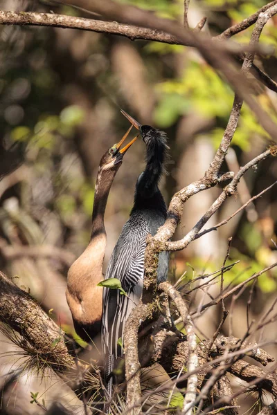 求愛アカトキ鳥と呼ばれるアンヒンガ アンヒンガ Snakebird ナポリ フロリダ州のコーク スクリュー スワンプ自然保護区 — ストック写真