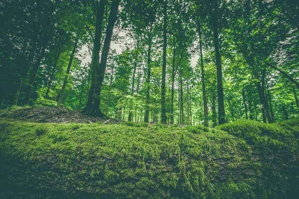 Лишайник Дерев Яні Увійдіть Зеленим Лісом Навесні — стокове фото