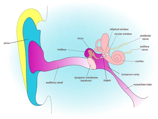 Ohr Anatomie Abstrakte Vektorkunst Illustration — Stockfoto