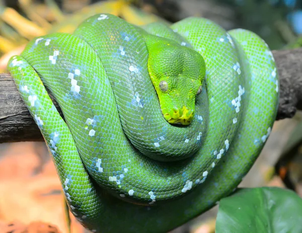 ある種の動物 選択的焦点 — ストック写真