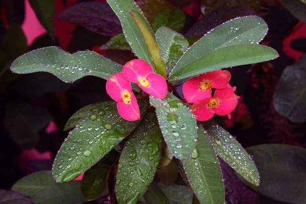 Roze Gekleurde Bloem Kroon Witte Bloemblaadjes Met Een Geur — Stockfoto