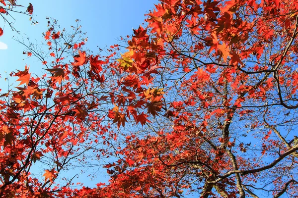 Daun Berwarna Warni Dan Pohon Selama Periode Musim Gugur Kyoto — Stok Foto