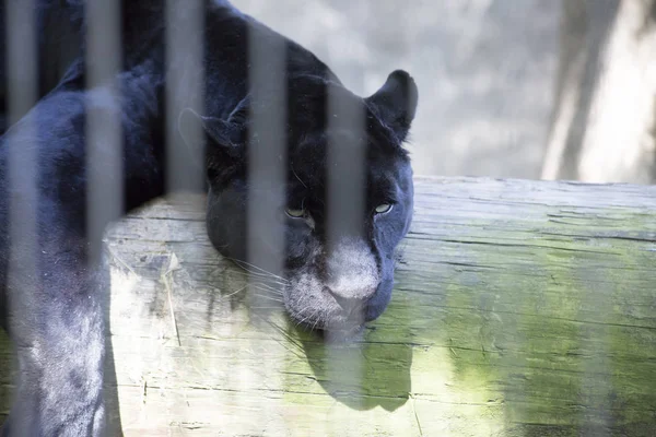 Bir Günlüğüne Yatan Siyah Leopar — Stok fotoğraf