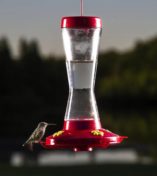 Female Ruby Hummingbird Bird Feeder — Stock Photo, Image