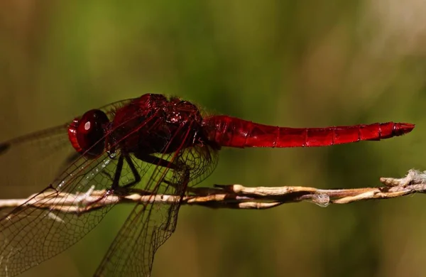 Крупним Планом Подання Скарлет Darter Crocothemis Малий Dragonfly Комах — стокове фото
