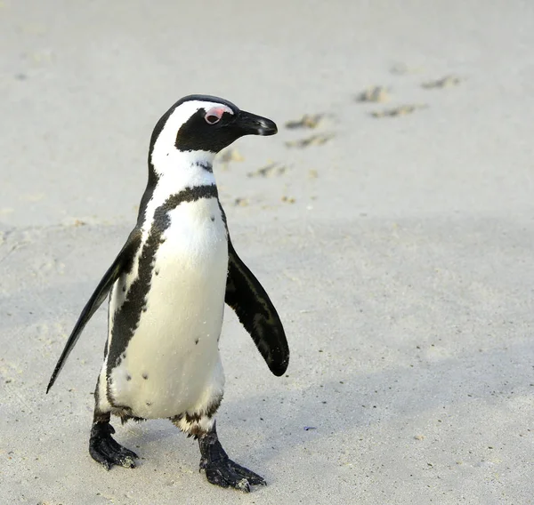 Pinguino Africano Che Cammina Spheniscus Demersus Con Impronta Sulla Sabbia — Foto Stock