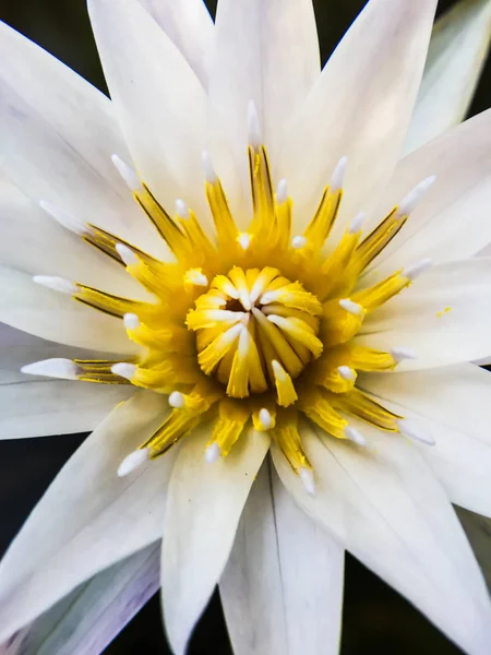 Closeup Flor Branca Com Pólen Amarelo — Fotografia de Stock